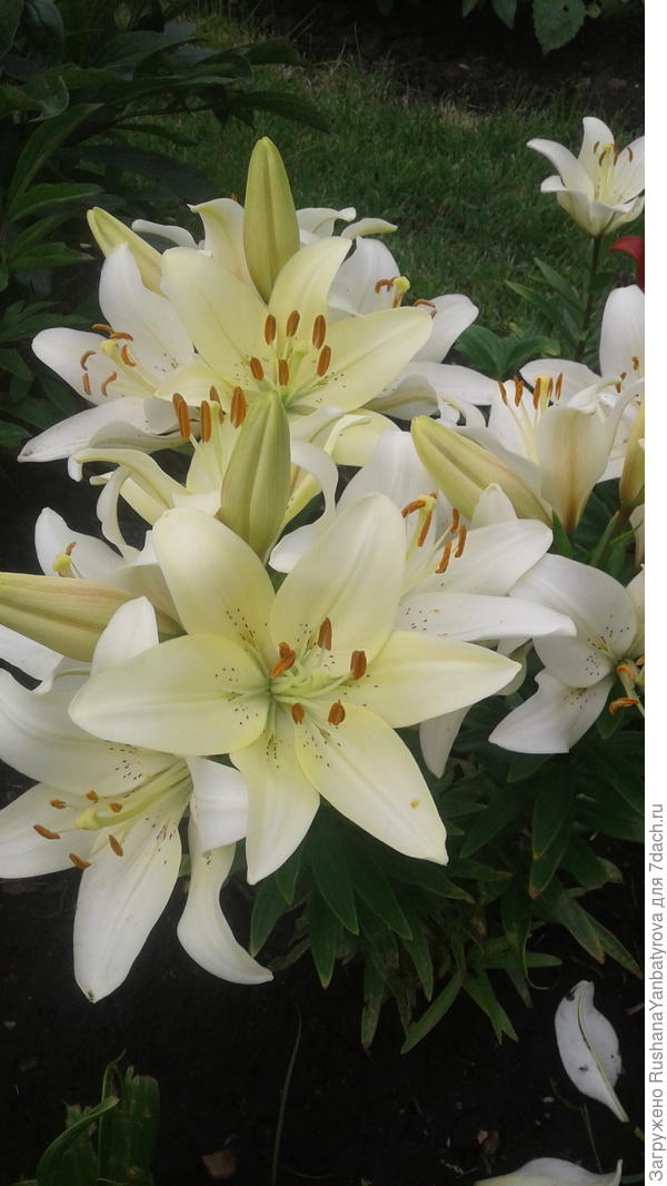 Эти очень душистые.