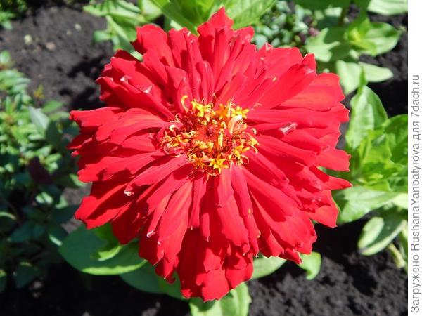 Циннния для Танечки!