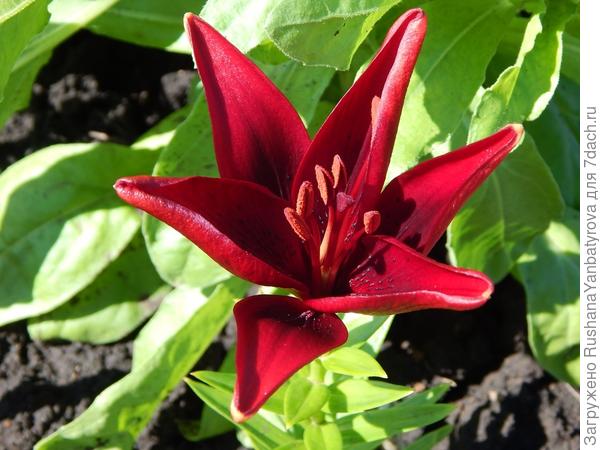 Лилия для Юли!