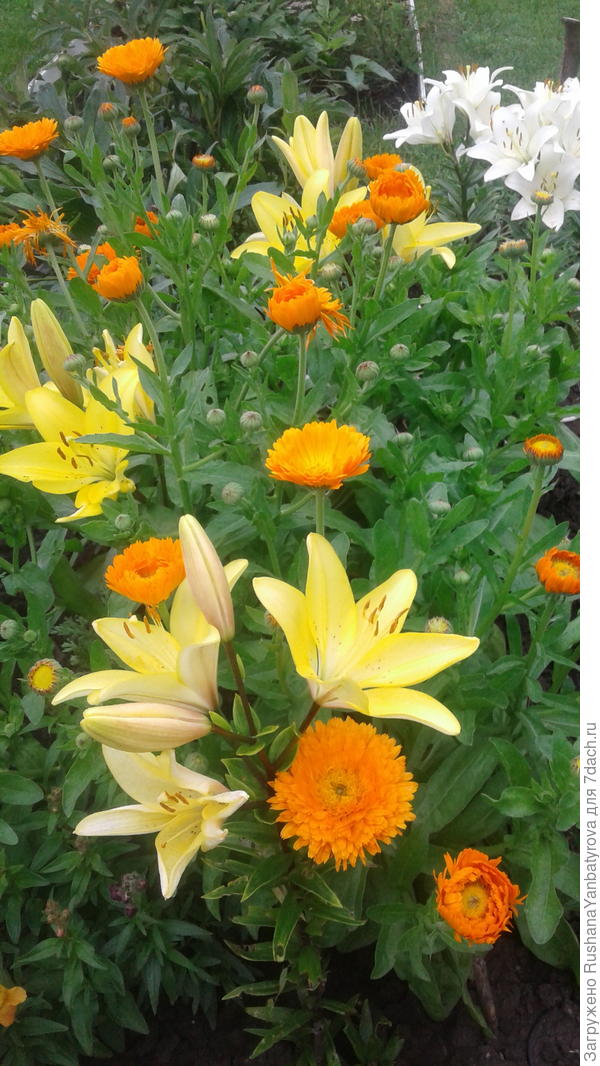 Незваные гости в лилиях.