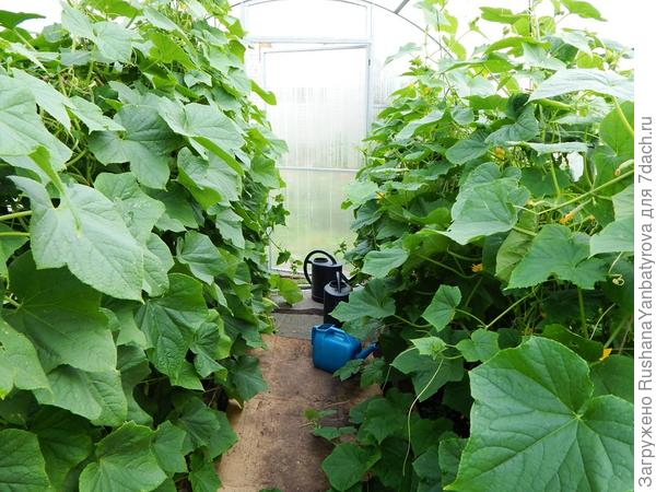 Огуречные заросли.