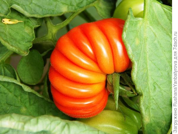 Что это за гармошка? Написано, что Тлаколула де Матаморос,но та должна быть зеленая...