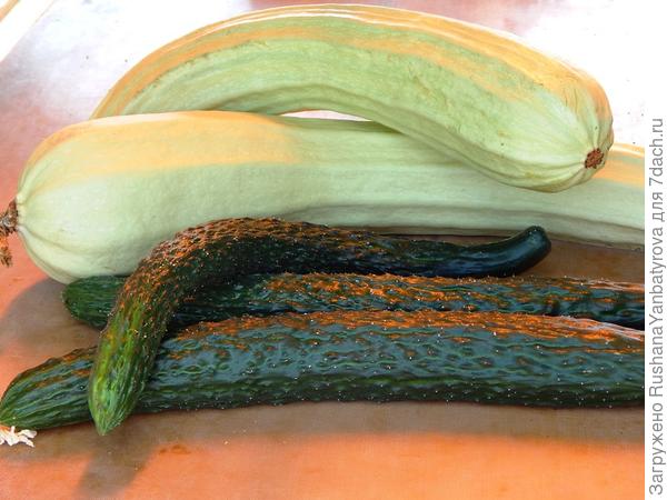 Огурцы кабачкам подстать!