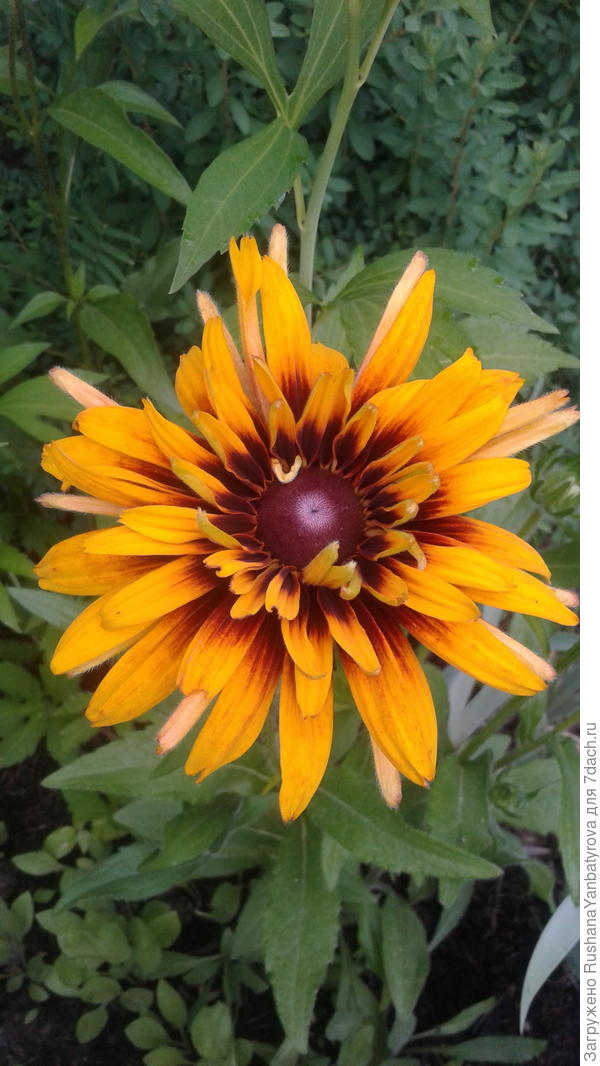 С Днем рожения,Таня!