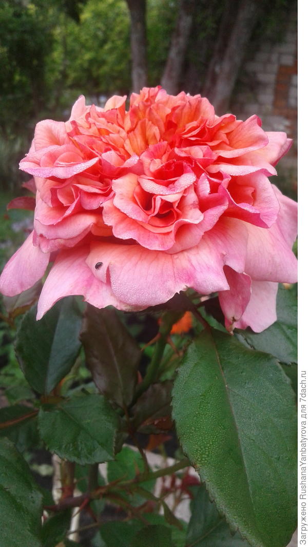 С любовью Людмиле!