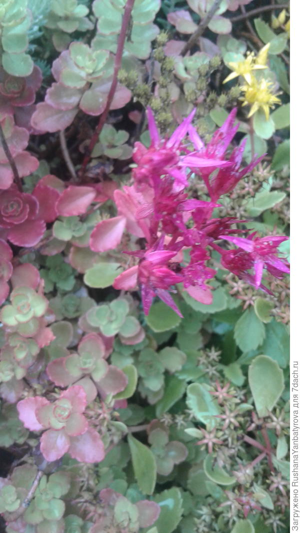 Название не знаю.