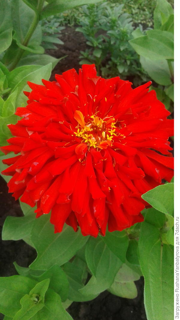 Дарю яркие краски для компенсации унылой погоды.