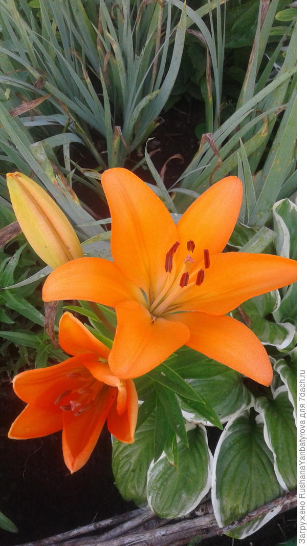 А это тебе немного солнца!