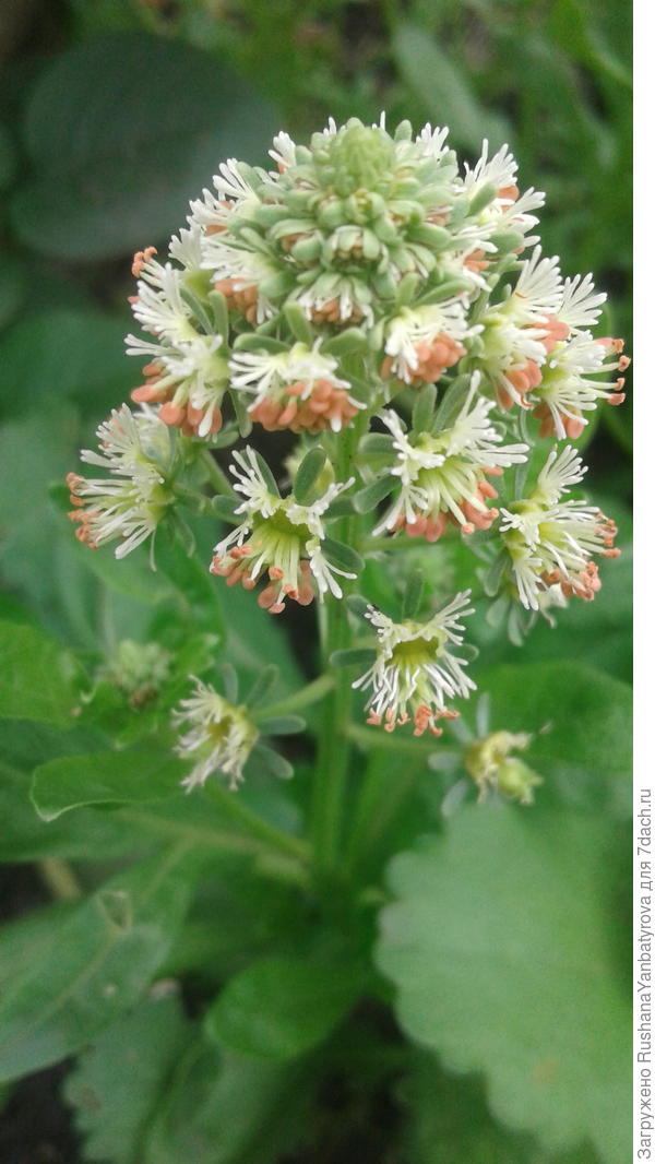 И душистую резеду!