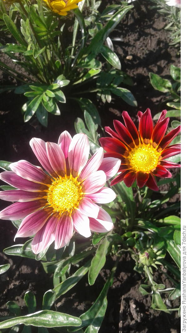 Дарю любимые цветы! Разбирайте!