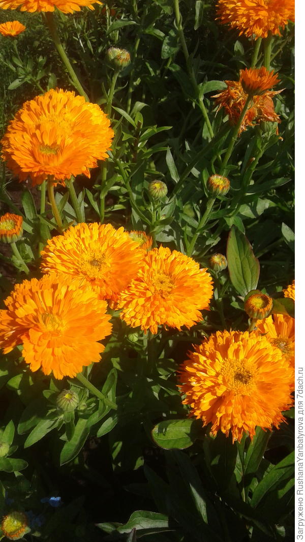 И солнечные ноготки!