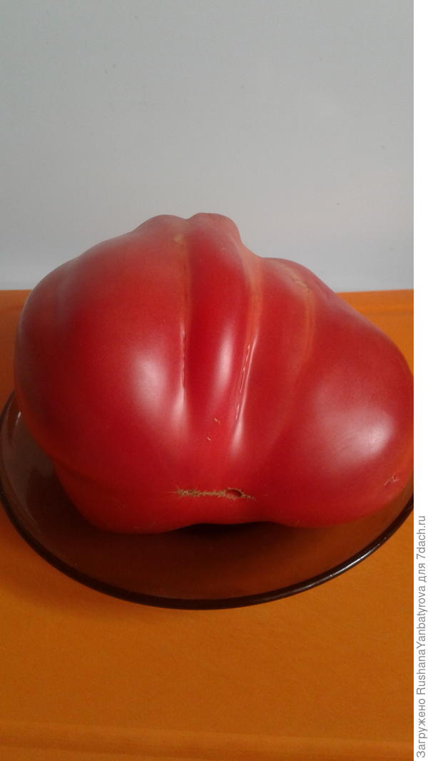 Вот красавец инжир розовый.