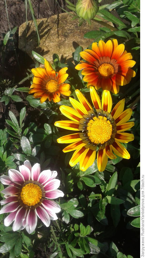 Дарю Вам любимые солнышки гацаний!