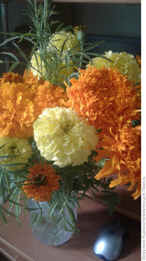 Бархатцы! Обожаю!