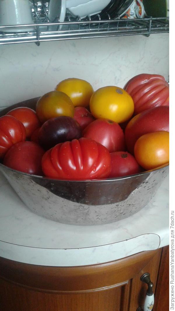 Очередной тазик помидорок!