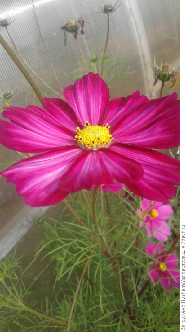 А это Вам для настроения!