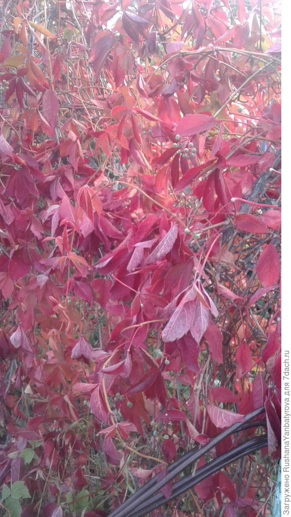 В день после заморозка.