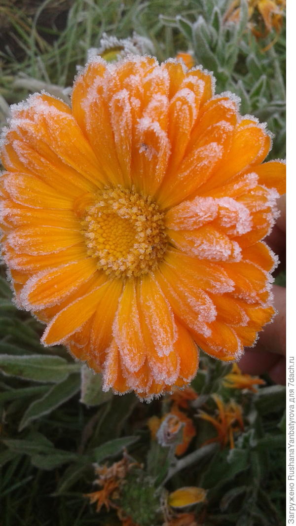 Мороз-кудесник украсил ноготки.