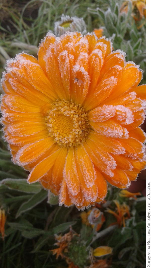 Дарю еще красоту на границе осени.