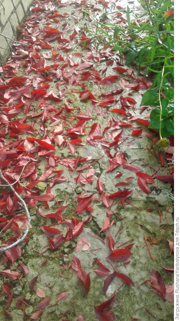 Листья девичьего винограда дружно обвалились.