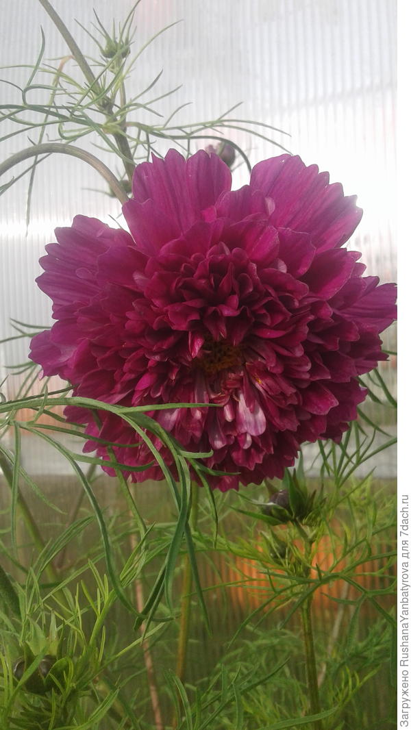 Дарю Вам яркий цветок космеи из лета!