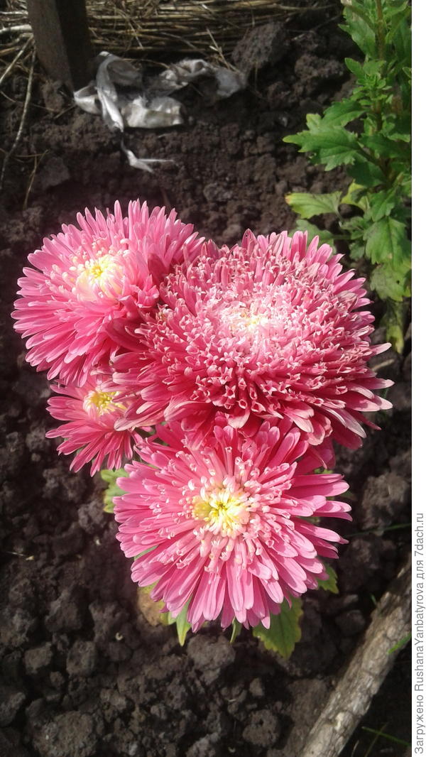 На радость!