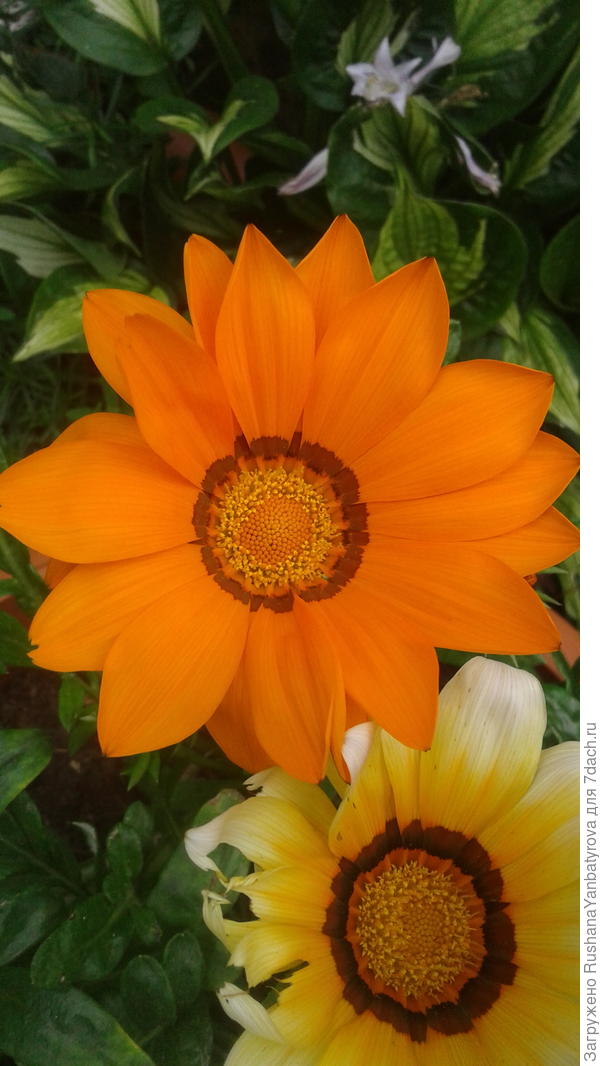 А в подарок Вам солнечная гацания!