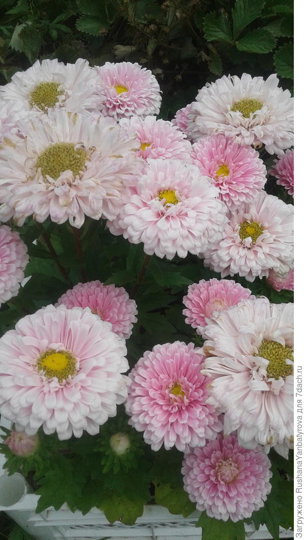 Дарю Вам самые осенние цветы!