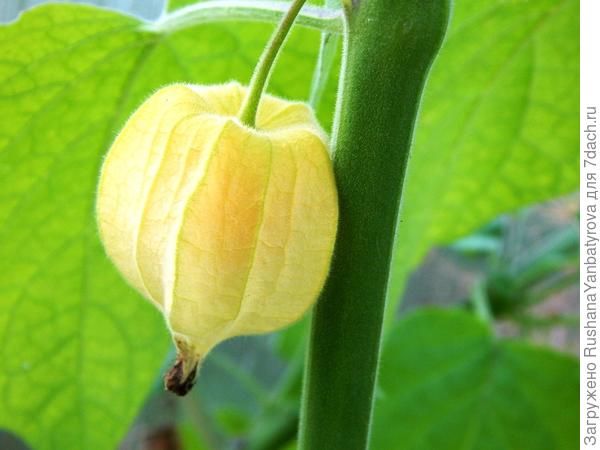 Созревшая коробочка на растении.