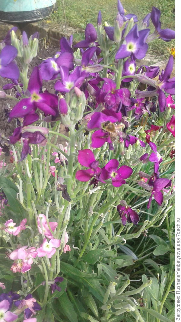 Верочке душистые левкои!