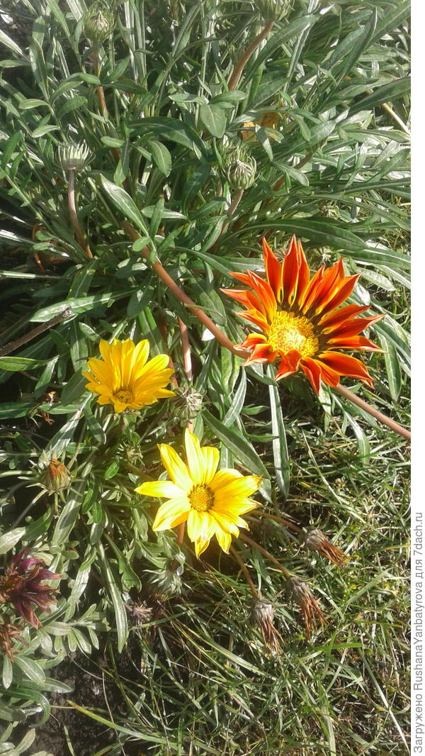 Лерочке яркие гацании!