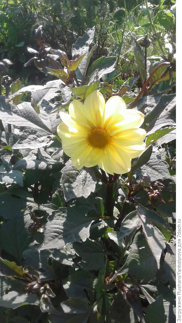 Телефон не передает цвет листьев. Они глубокого темного цвета