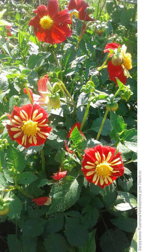 Однолетние. Очень нарядные были!