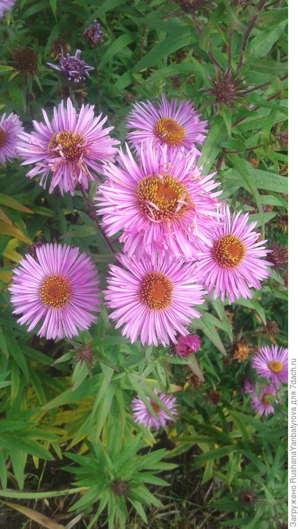 Дарю вам последние осенние цветы!