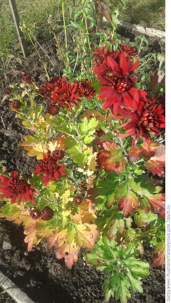 Последняя хризантемка.