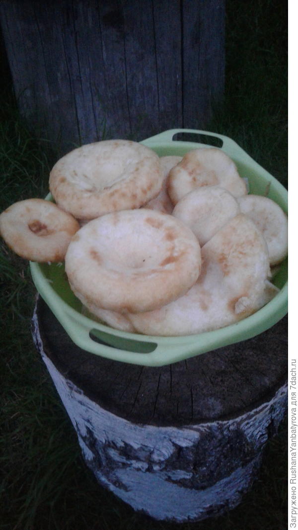 А дети мои за сырыми мохнатенькими груздями поохотились и со мной поделились!