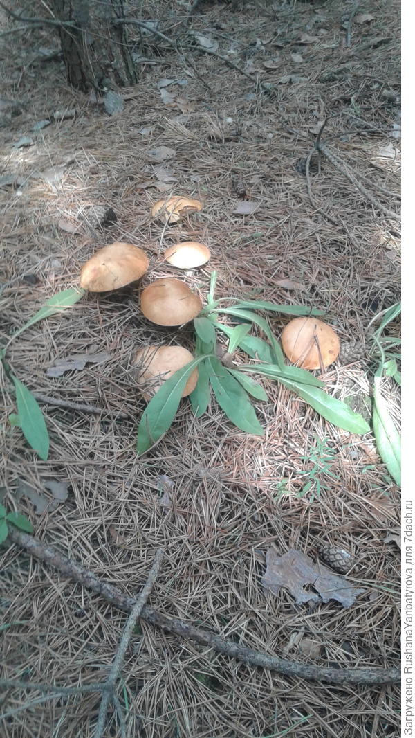 Маслятки-ребятки!