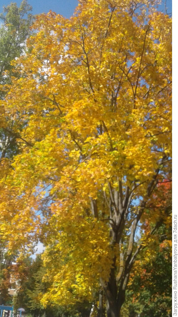 Не клен,а солнышко! На тебя похож!