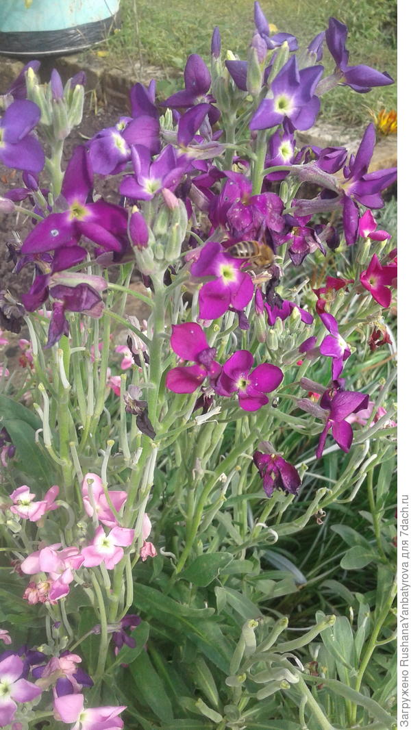 Левкои-герои,им мороз не страшен!