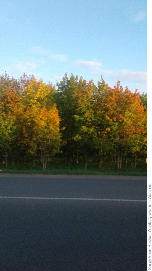 С дачи в город. Пришлось остановиться ради фото.