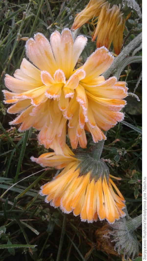 После заморозка.