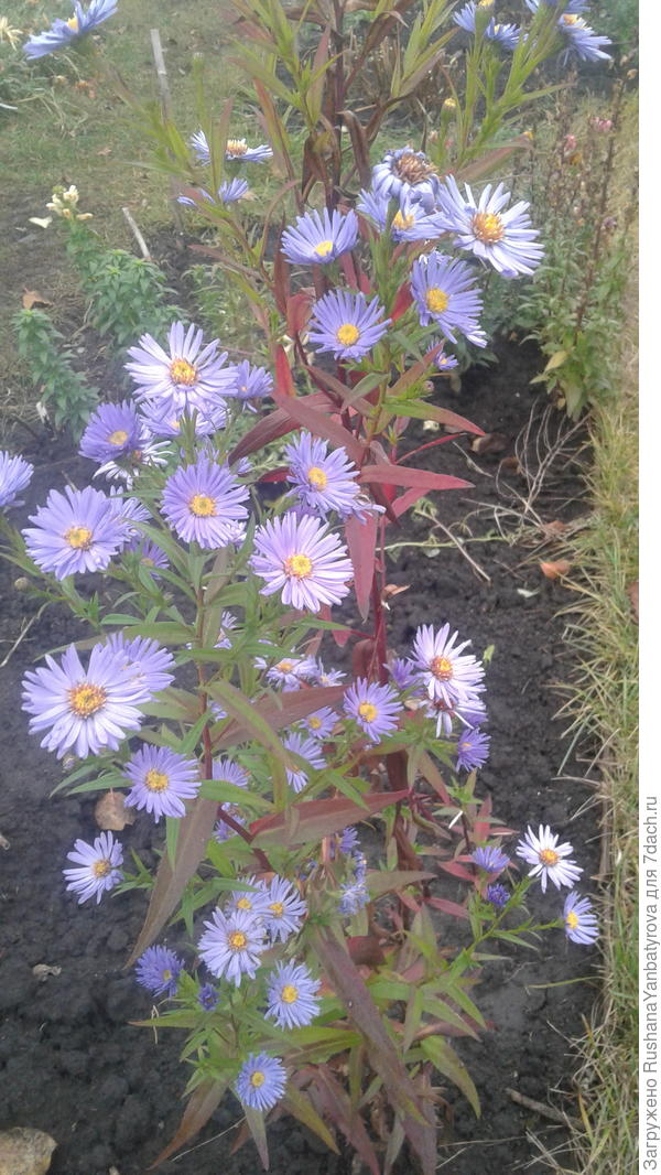 Астра многолетняя.