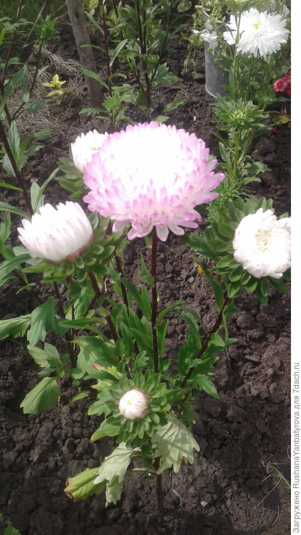 Моя красавица!