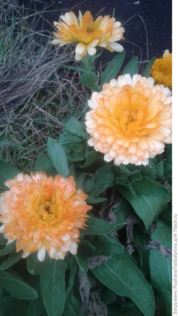 Дарю Вам последние осенние солнышки!