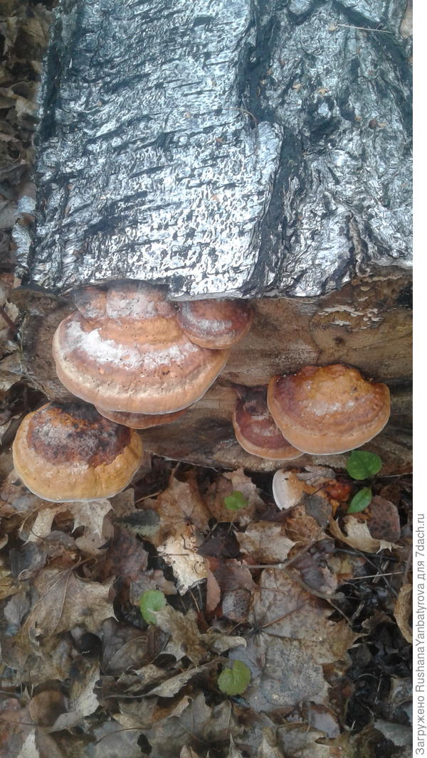 Эк, сколько их наросло!