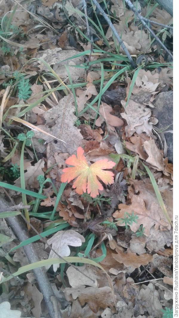 Нарядный листик в лесопарке.