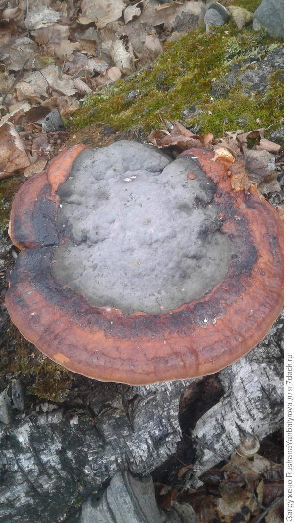 НЛО какое-то!