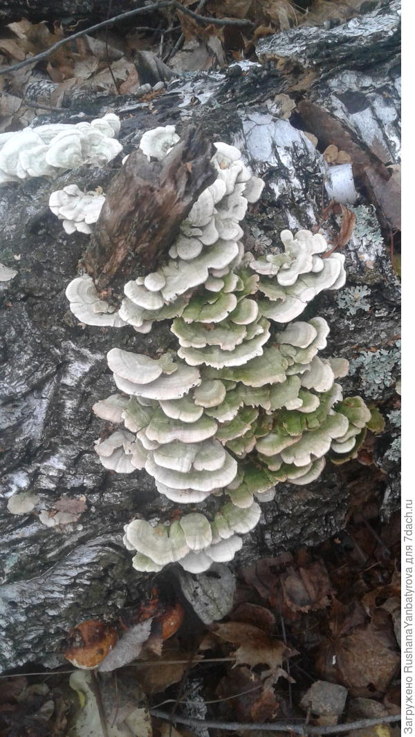 Чем не кружева?!