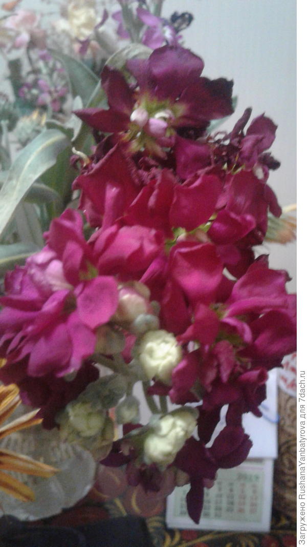 Дарю вам остатки летней роскоши-душистый левкой!