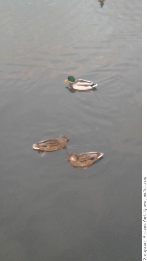 Уточки вернулись в городские пруды.